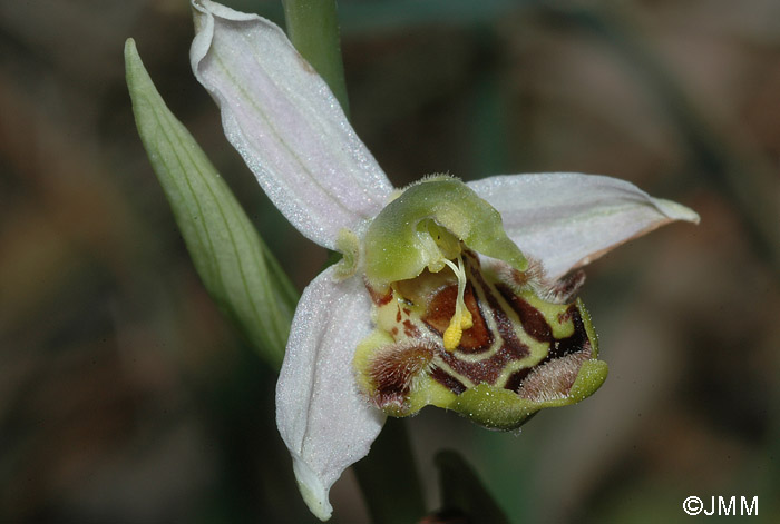 Ophrys apifera f. curviflora