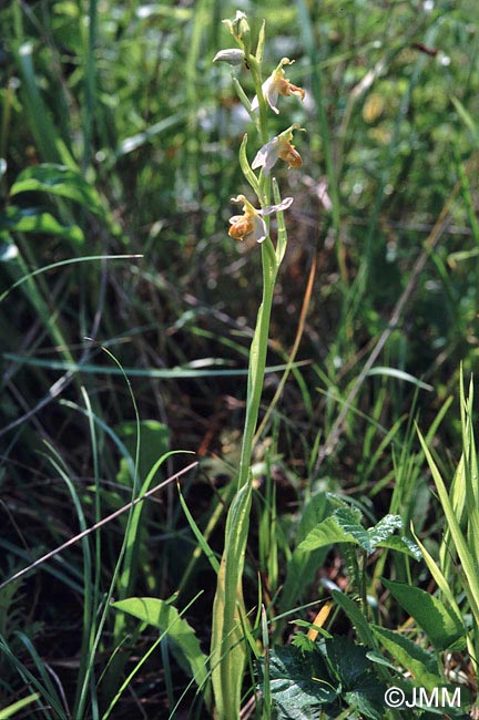 Ophrys apifera f. flavescens