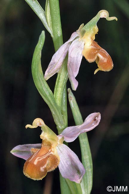 Ophrys apifera f. flavescens