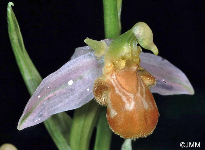 Ophrys apifera f. flavescens