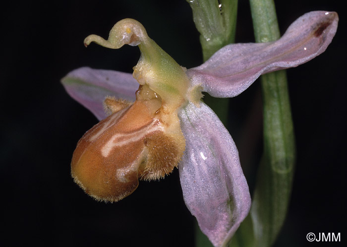 Ophrys apifera f. flavescens