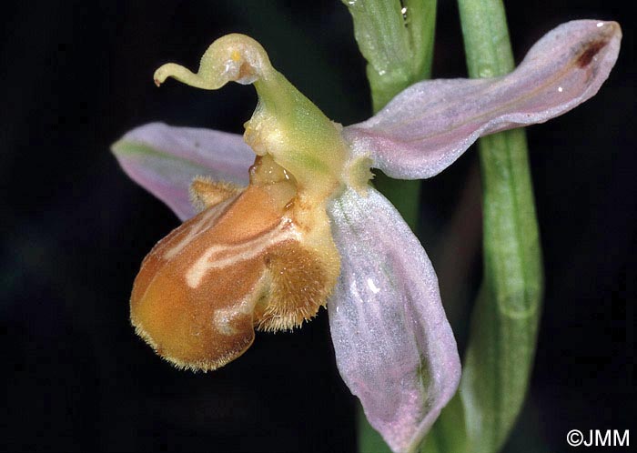 Ophrys apifera f. flavescens