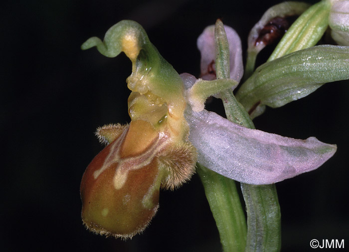 Ophrys apifera f. flavescens