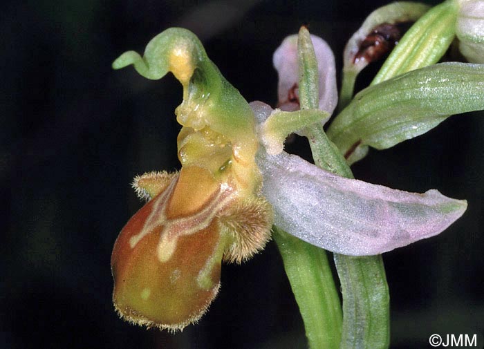 Ophrys apifera f. flavescens