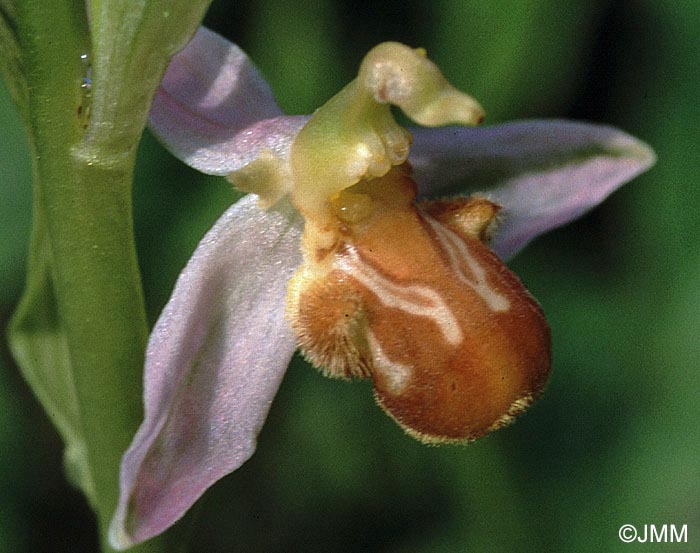 Ophrys apifera f. flavescens