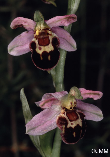 Ophrys apiferaf. friburgensis