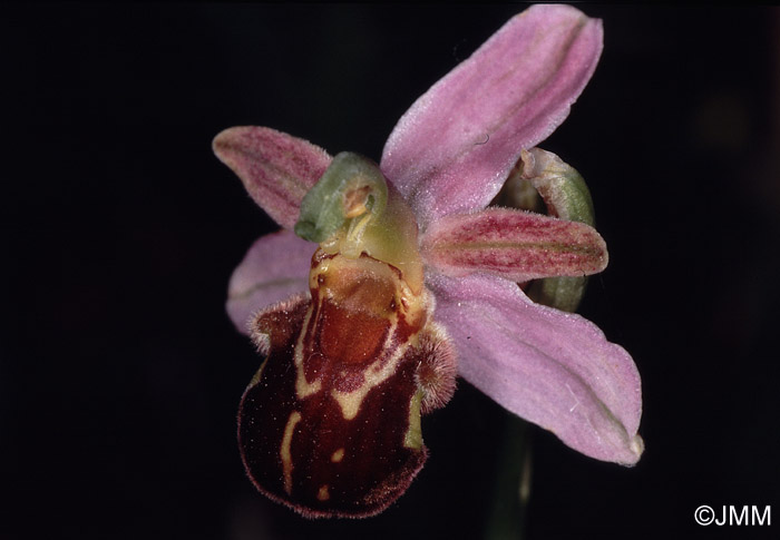 Ophrys apifera f. friburgensis