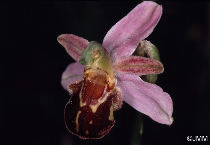 Ophrys apiferaf. friburgensis