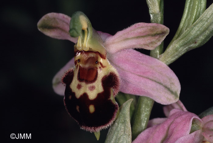 Ophrys apiferaf. friburgensis