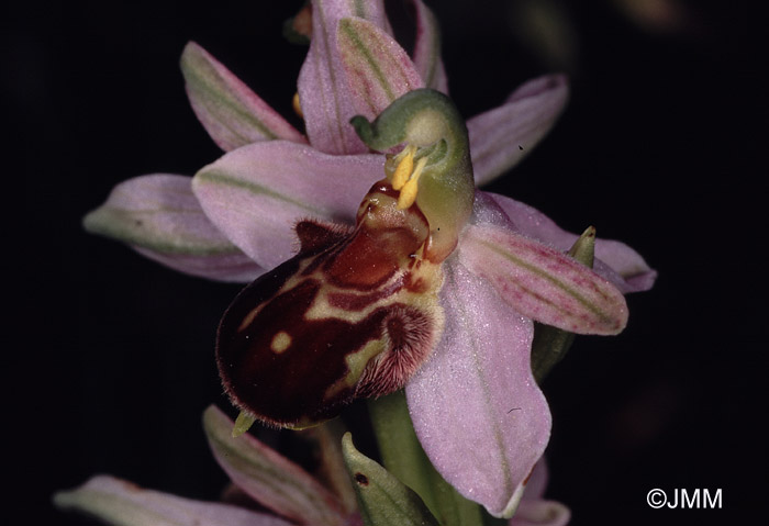 Ophrys apiferaf. friburgensis