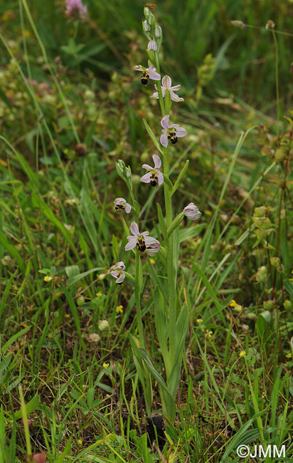 Ophrys apiferaf. friburgensis