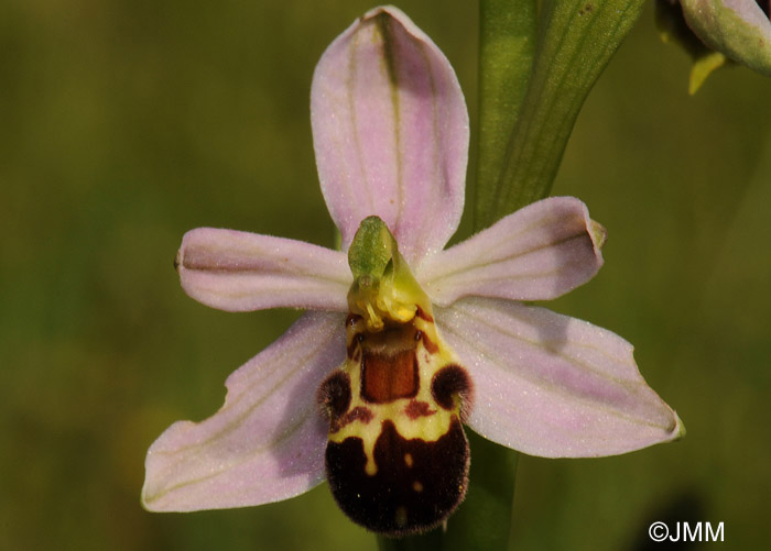 Ophrys apiferaf. friburgensis