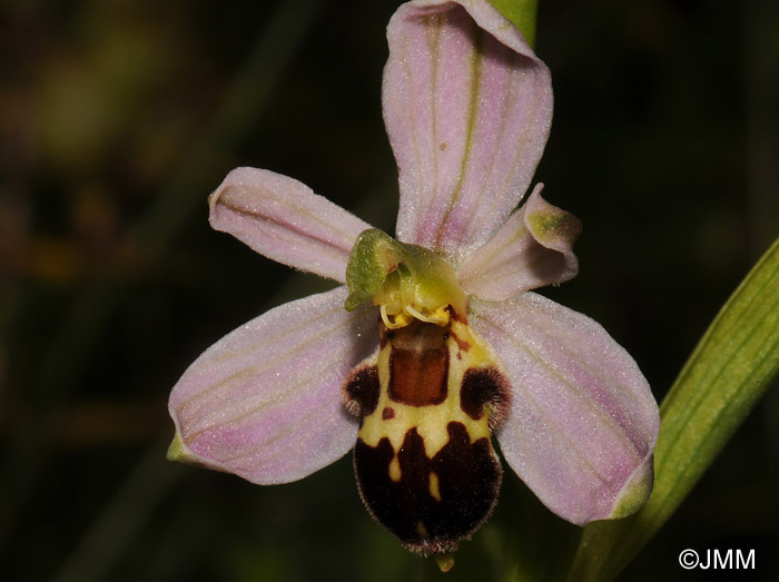 Ophrys apifera f. friburgensis