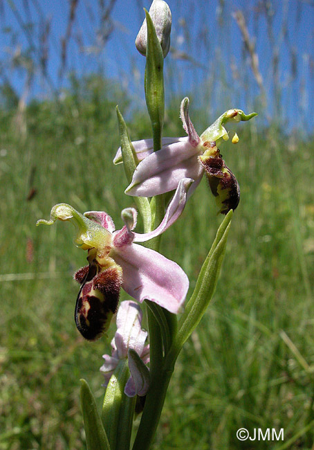 Ophrys apiferaf. friburgensis