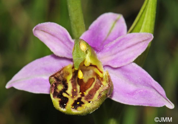 Ophrys apifera f. patinata = Ophrys apifera var. patinata
