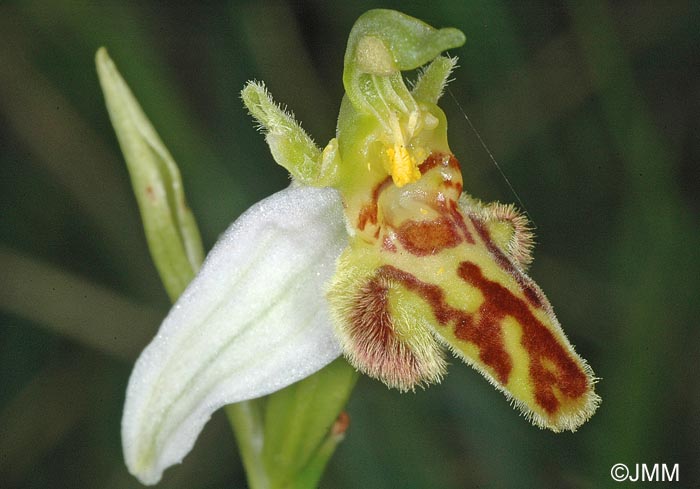 Ophrys apifera f. trollii