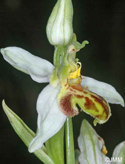 Ophrys apifera f. trollii