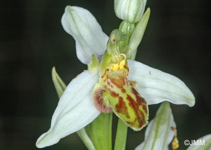 Ophrys apifera f. trollii