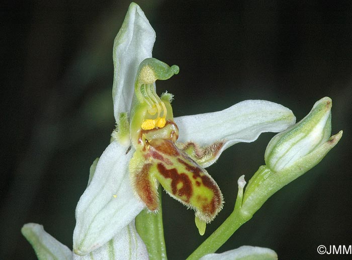 Ophrys apifera f. trollii