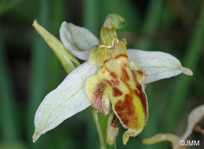 Ophrys apifera f. trollii