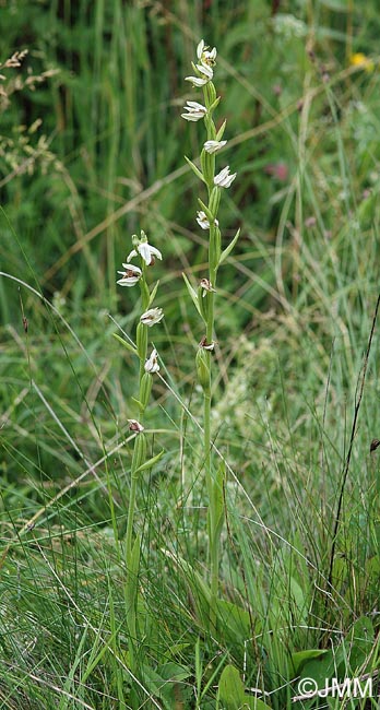 Ophrys apifera f. trollii