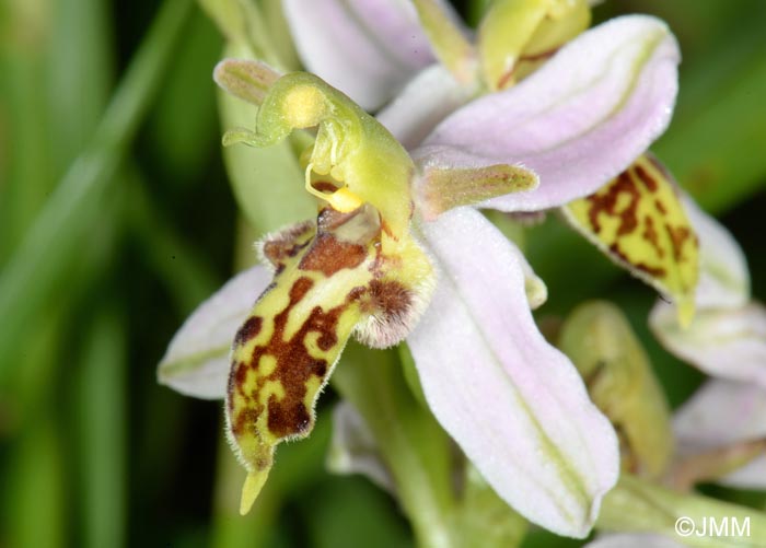 Ophrys apifera f. trollii = Ophrys apifera var. trollii