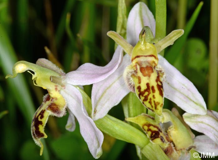 Ophrys apifera f. trollii = Ophrys apifera var. trollii