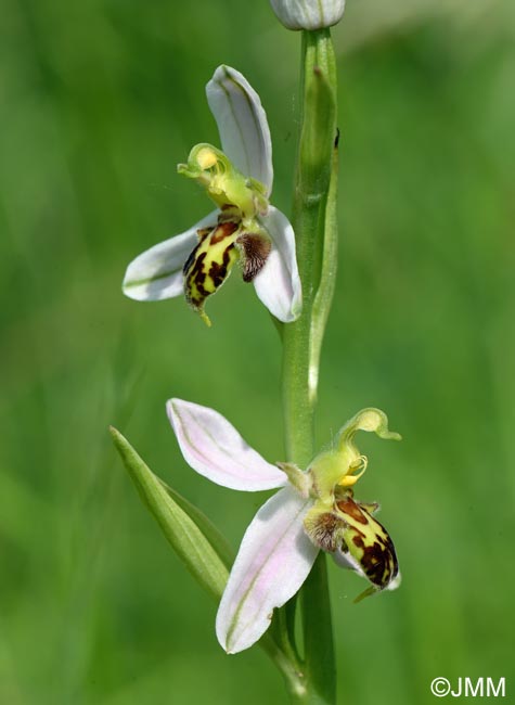 Ophrys apifera f. trollii = Ophrys apifera var. trollii