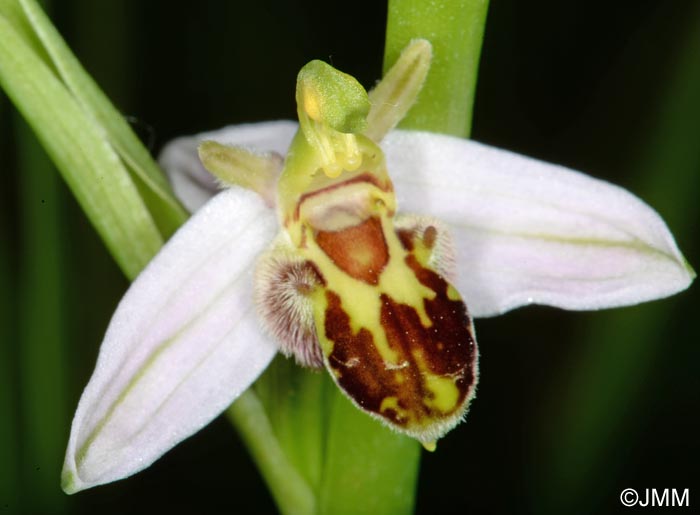 Ophrys apifera f. trollii = Ophrys apifera var. trollii
