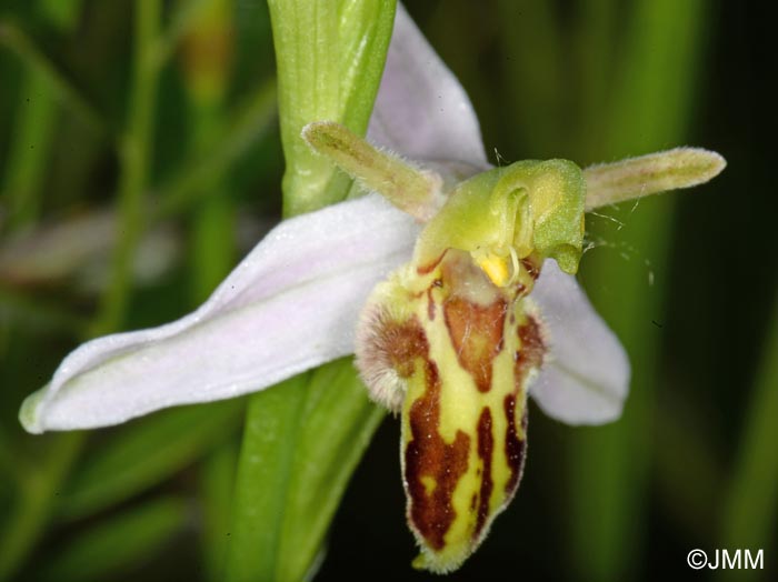 Ophrys apifera f. trollii = Ophrys apifera var. trollii