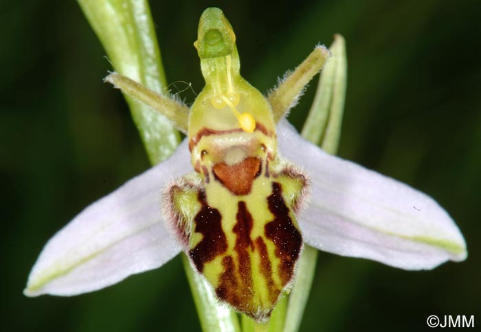 Ophrys apifera f. trollii = Ophrys apifera var. trollii