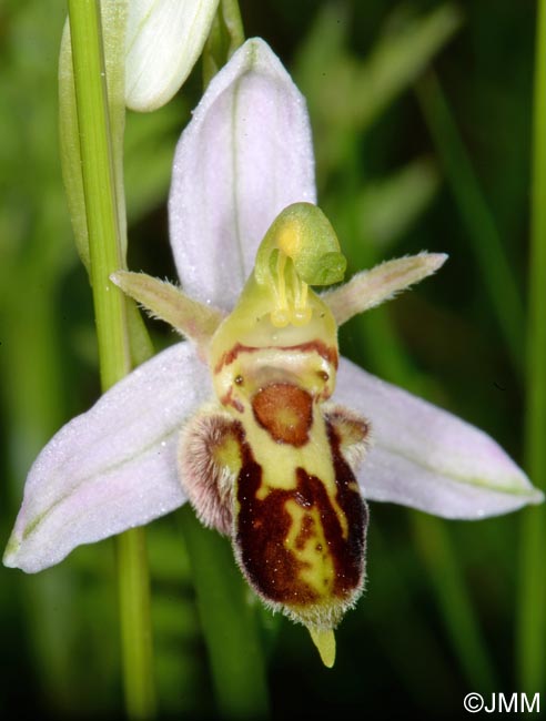 Ophrys apifera f. trollii = Ophrys apifera var. trollii