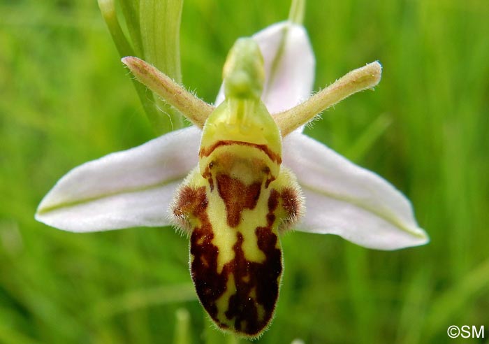 Ophrys apifera f. trollii = Ophrys apifera var. trollii