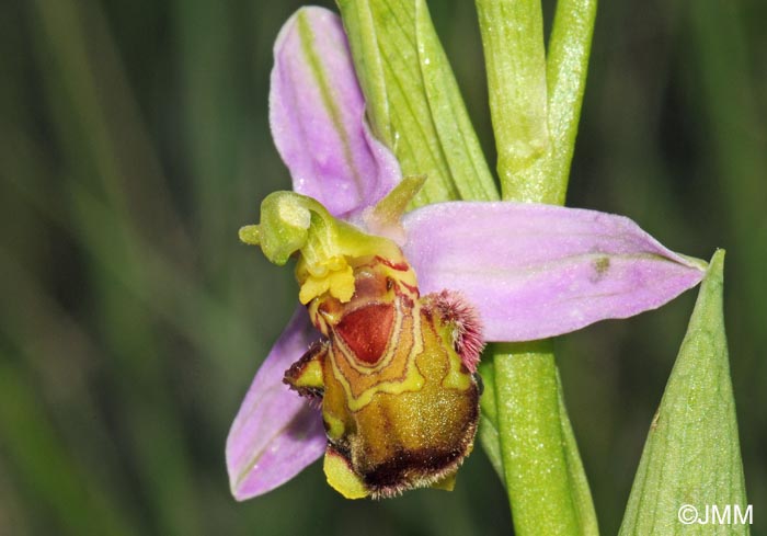 Ophrys apifera f. urbinensis = Ophrys apifera var. urbinensis
