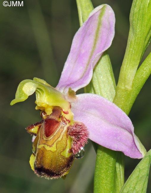 Ophrys apifera f. urbinensis = Ophrys apifera var. urbinensis