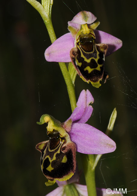 Ophrys apifera x fuciflora