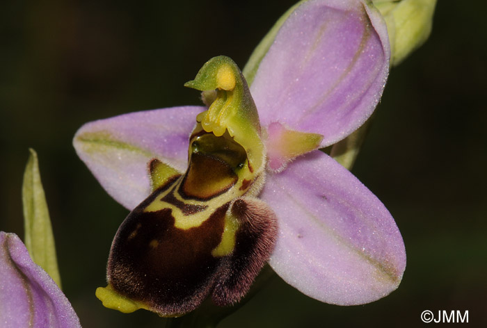 Ophrys apifera x fuciflora