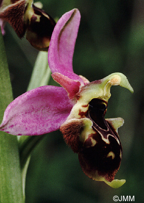 Ophrys apifera x fuciflora