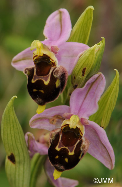 Ophrys apifera x fuciflora