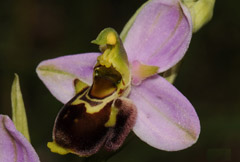Ophrys apifera x fuciflora
