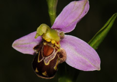 Ophrys apifera