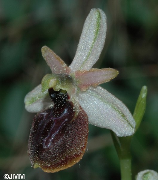 Ophrys arachnitiformis