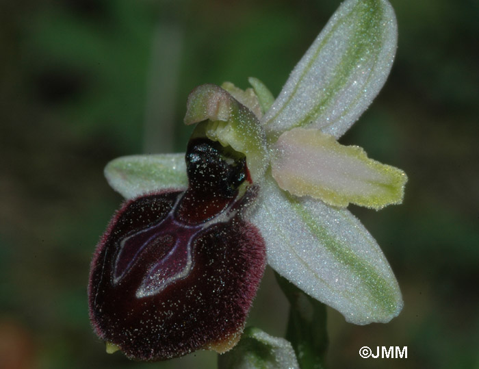 Ophrys arachnitiformis