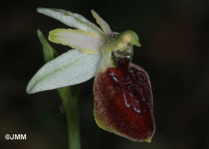 Ophrys arachnitiformis