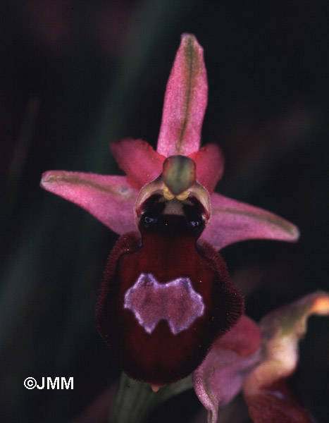 Ophrys arachnitiformis var. arachnitiformis f. specularia