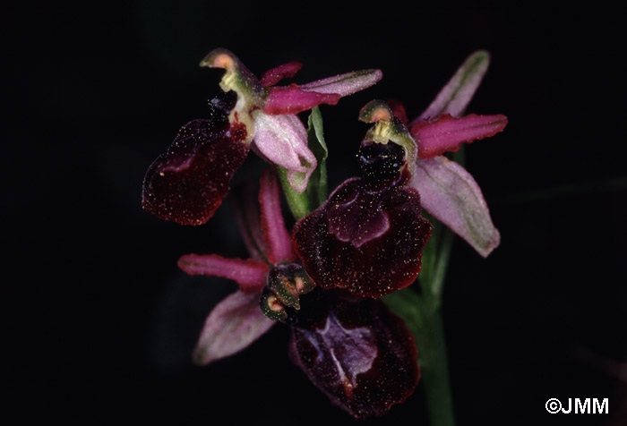 Ophrys arachnitiformis var. arachnitiformis f. specularia