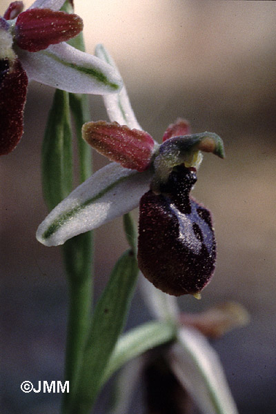 Ophrys arachnitiformis