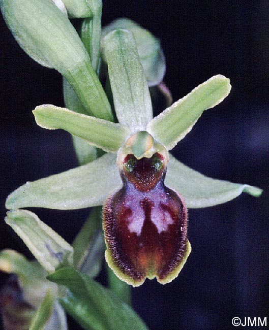 Ophrys araneola = Ophrys litigiosa