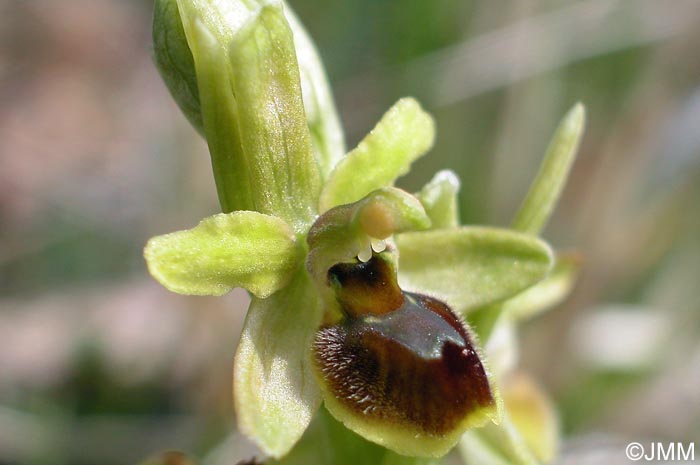 Ophrys araneola