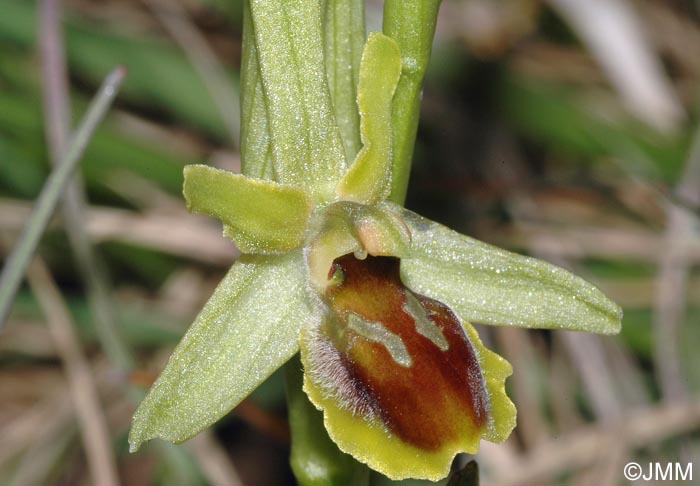 Ophrys araneola